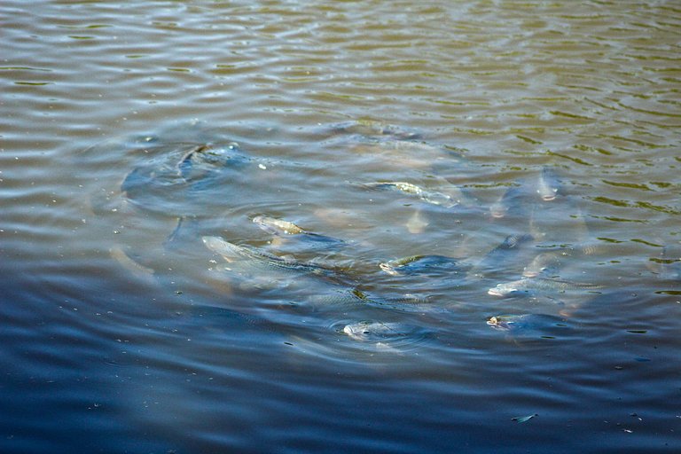 European House with Fireplace & Pool in Indaiatuba