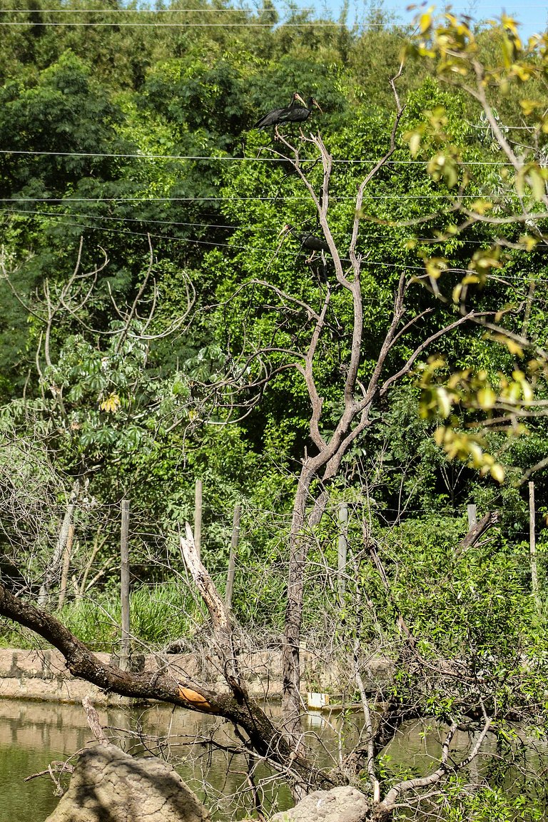 Chalé europeu com vista para natureza no interior